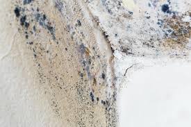 Mold Odor Removal Services in Lynwood, IL